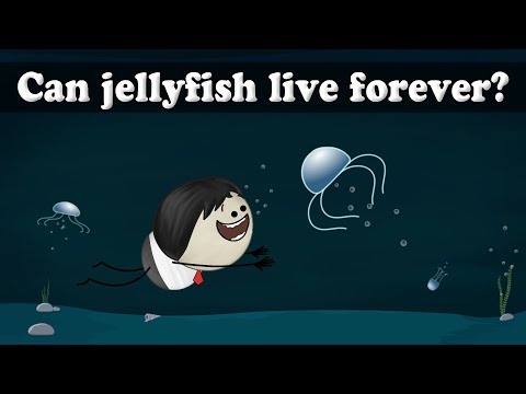 Can jellyfish live forever? | #aumsum #kids #science #education #children