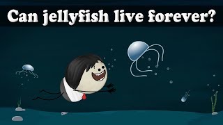 Can jellyfish live forever? | #aumsum #kids #science #education #children