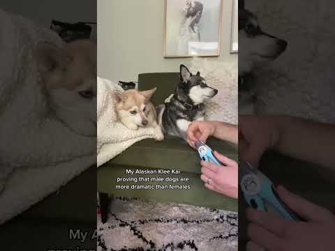 My Alaskan Klee Kai Proving Males Are WAY More Dramatic