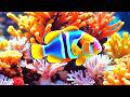 Ultimate 4K Aquarium: Tranquil Jellyfish and Reef Fish for Relaxation