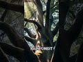 Secrets of Trees: The Oldest Living Thing Is 4,800 Years Old