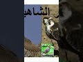 صوت الصقر شاهين