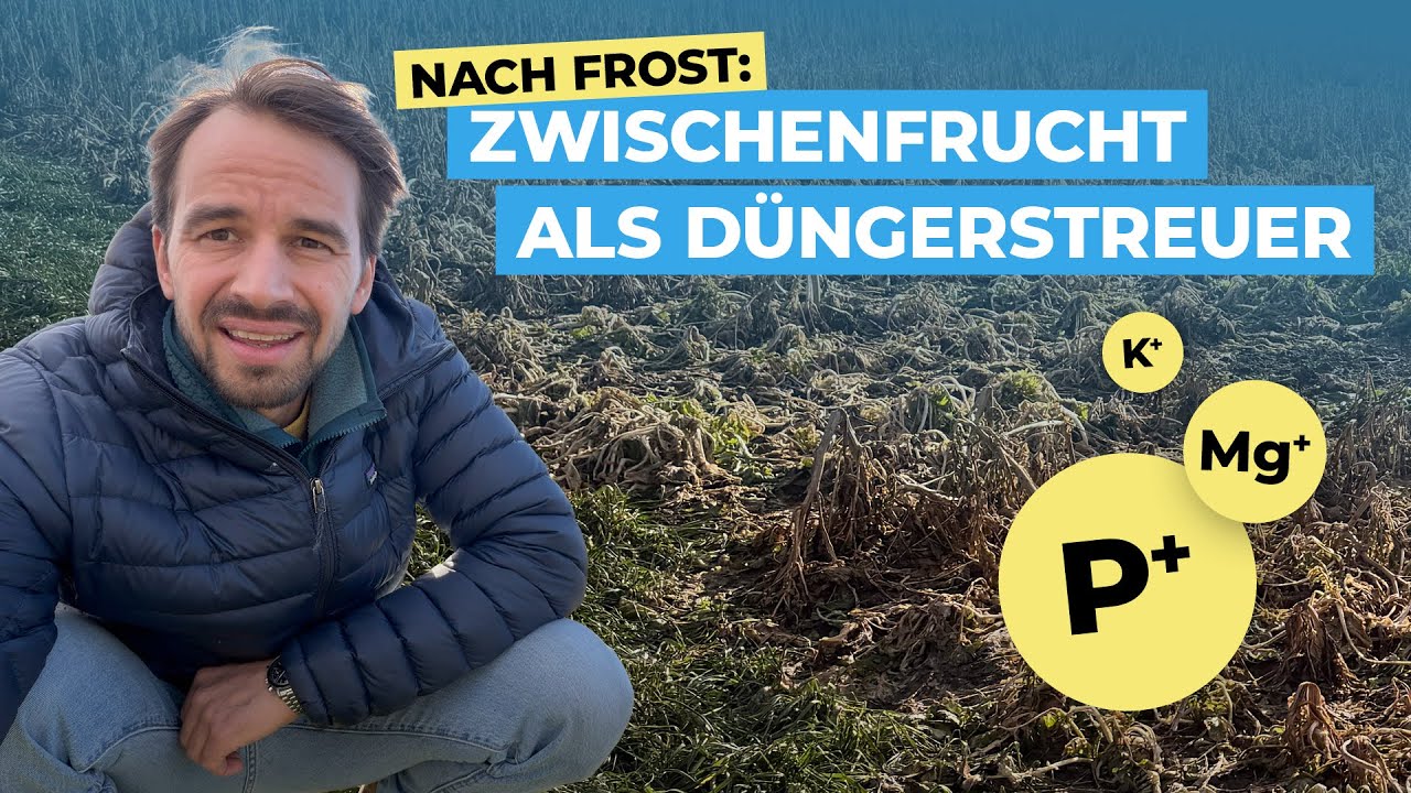 Nach Frost: Sofort verfügbare Nährstoffe aus der Zwischenfrucht!