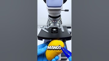 Mango under the microscope 🔬😱