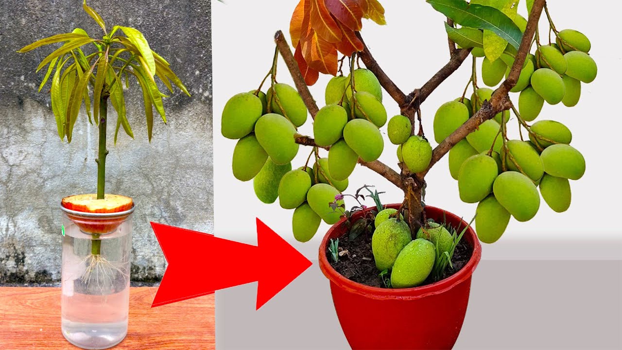Synthesis techniques of growing mangoes with mango tops for very fast