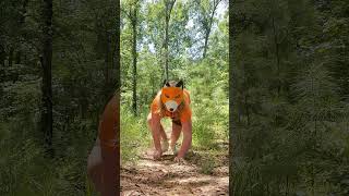 what does the fox say! #furry #therian #therianthropy #foxtherian #theriangear #quadrobics what does the fox say! #furry #therian #therianthropy #foxtherian #theriangear #quadrobics