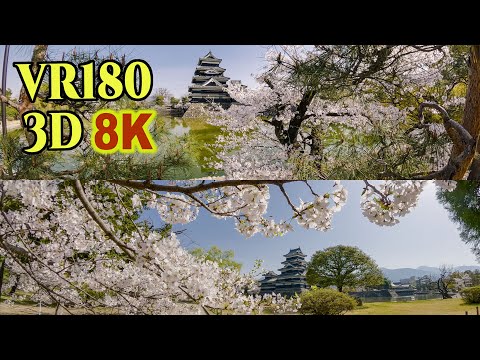 松本 8K 3D VR180 ] 国宝 松本城と桜（長野県 松本市） Matsumoto