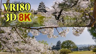 [ 8K 3D VR180 ] 国宝 松本城と桜（長野県 松本市） Matsumoto Castle surrounded by cherry blossoms in Nagano,Japan