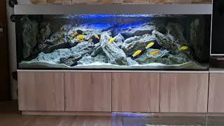 720 Liter Malawi Aquarium Buntbarsche Rockzolid Hardscape Und Mbuna Besatz Hmffilter