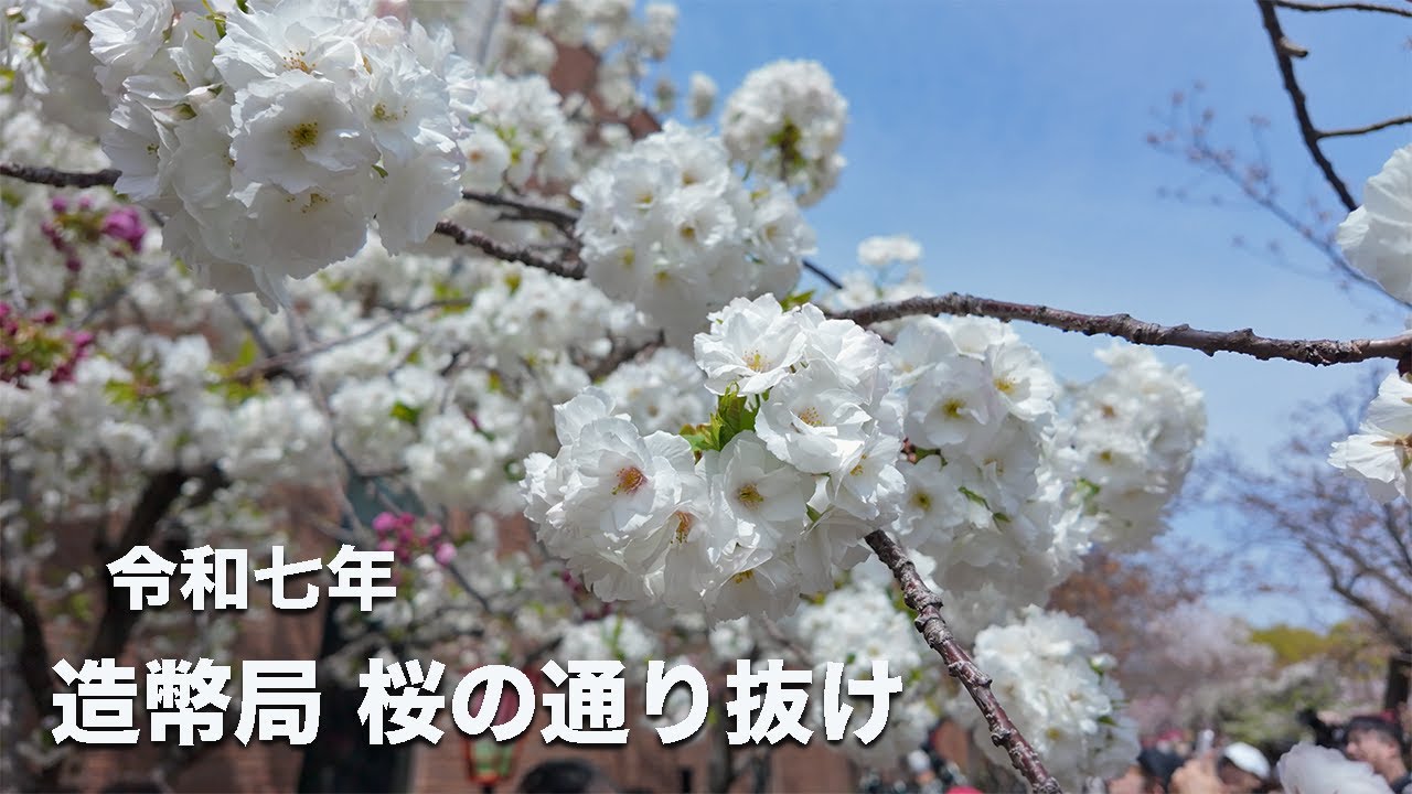 2025年4月8日撮影】大阪・造幣局桜の通り抜け🌸 | 大阪春の風物詩
