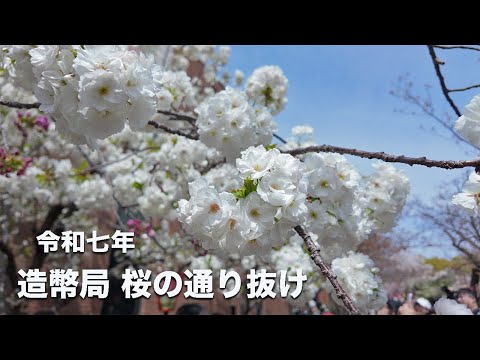 2025年4月8日撮影】大阪・造幣局桜の通り抜け🌸 | 大阪春の風物詩
