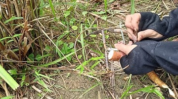 How to trap mice with cassava tubers, the results will be available in the next video