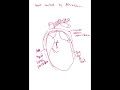 anatomy mind map episode.19 cardiovascular part.0.bonus pericardium