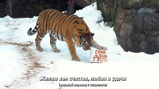 Поздравление от тигра Степана by Московский Зоопарк 3,706 views 2 years ago 41 seconds