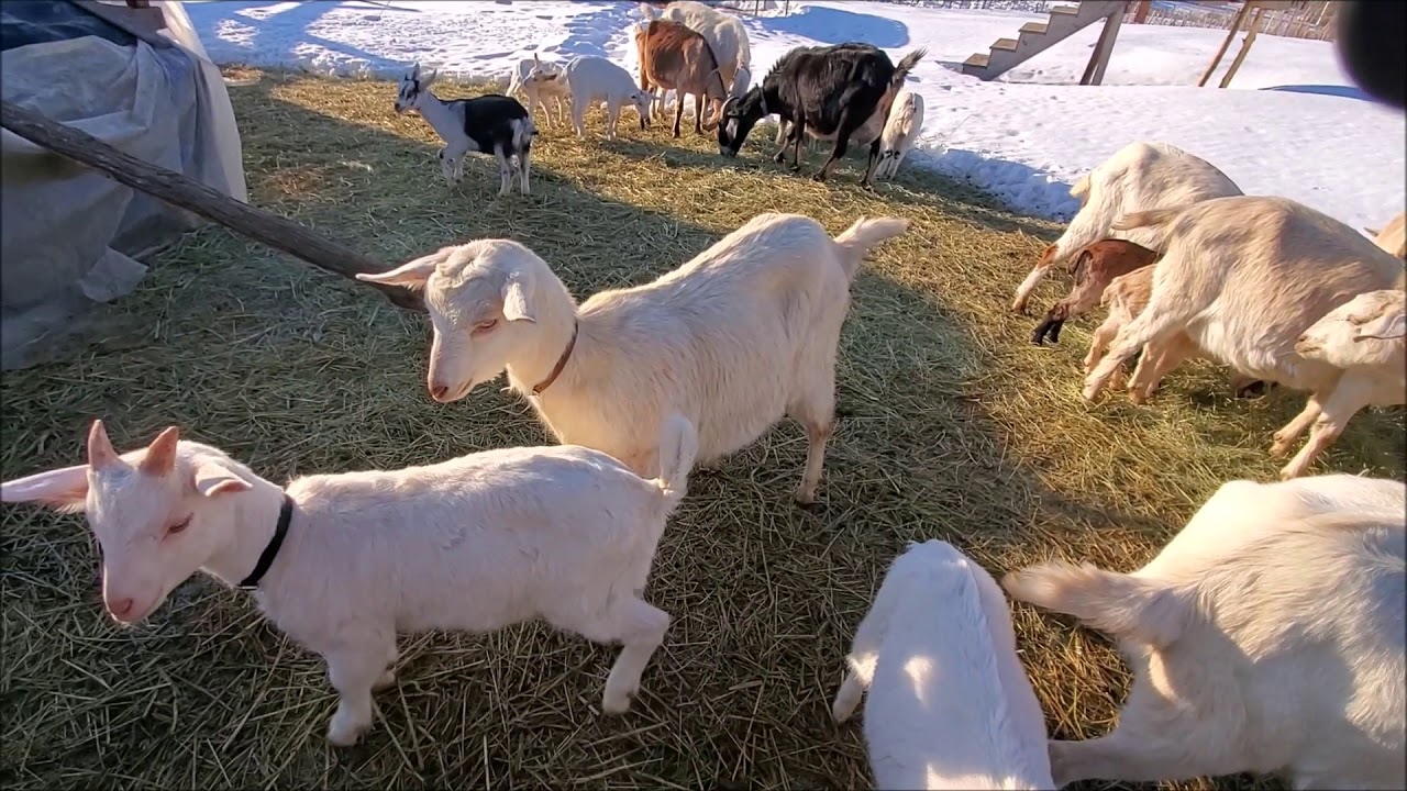 Shine's Sad Day & Spring Fever Hits the Ostriches Farm Diary Episode