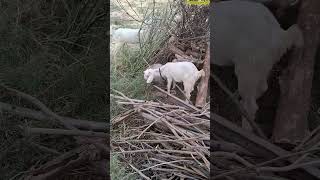 Two Beautiful Baby Goats Grazing in Lush Green Fields | Nature's Vibe 🐐🌿 #babygoats #naturevibes