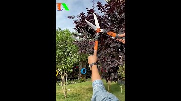 Kéo cắt tỉa làm vườn, đốn chè, cắt tỉa cây cành, hàng rào, vườn cây đẹp