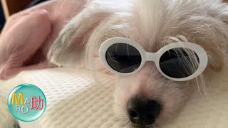 チャイニーズクレステッドはサングラスがお似合い｜ペット用100均めがねのクオリティの凄さ