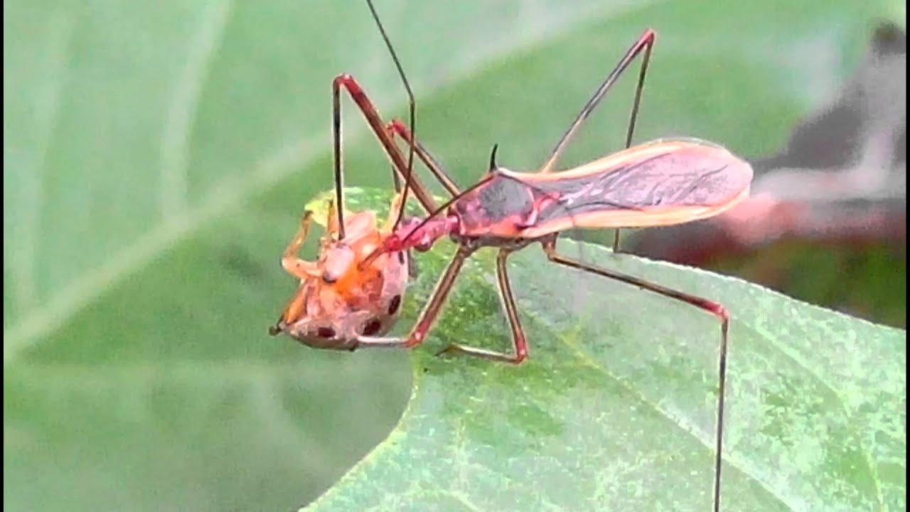 Intubi Insect insect - YouTube