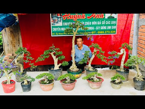 Bonsai Huỳnh Anh 26/3 giao lưu - Lô Linh Sam siêu hoa rực rỡ, Nguyệt Quế & Khế Nhật