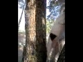 Dog squirrel hunt Dog squirrel hunt