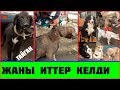 ЖАҢЫ ИТТЕР КЕЛДИ 🐶ИТ БАЗАР БИШКЕК ВСЕ ПАРОДЫ//НОМЕРА ХОЗЯЕВА