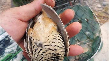 bẩy chim cút rừng gặp toàn là cút tơ