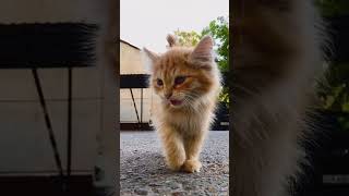 Amazing Cats #shorts #cats #subscribe