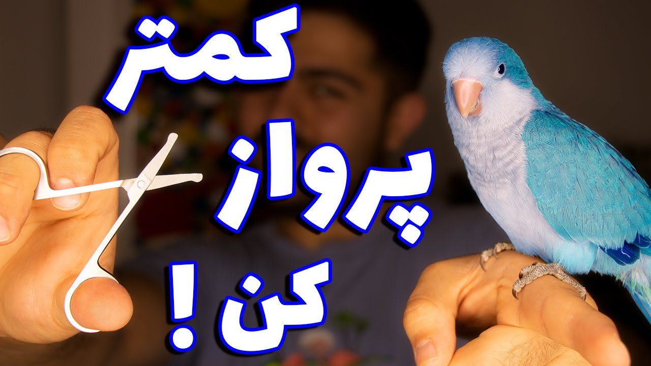 how to cut your parrot wings (safest way)  || آموزش کوتاه کردن بال های طوطی جهت آموزش (بهترین روش)