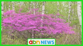 〝高原の貴婦人〟トウゴクミツバツツジが見頃　白樺林の中にたたずむ姿が写真愛好家に人気（abnステーション　2025.05.22）