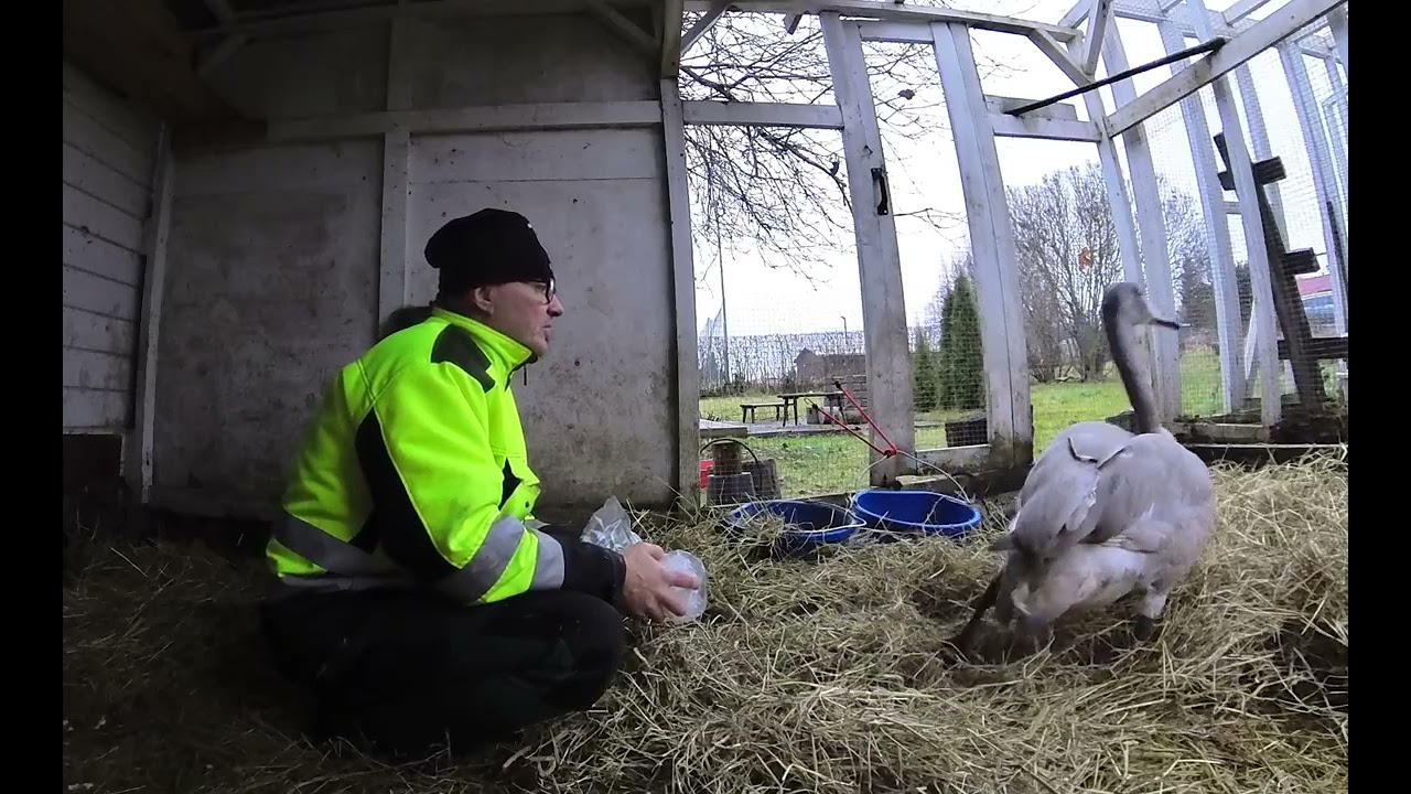 Juttelutuokio joutsenen kanssa