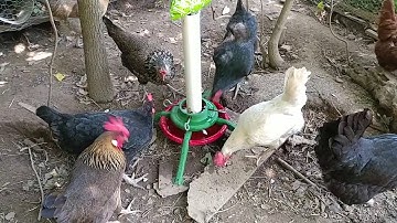 The Very Best Japanese Beetle Trap *MUST SEE*