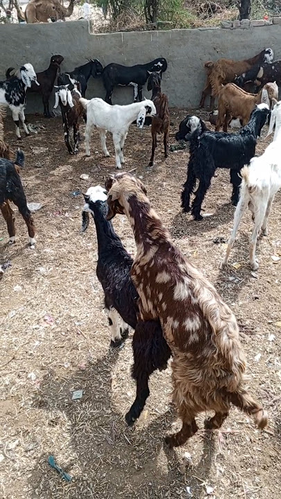 goat full meeting with girls goat #youtubeshorts #arbic #nature