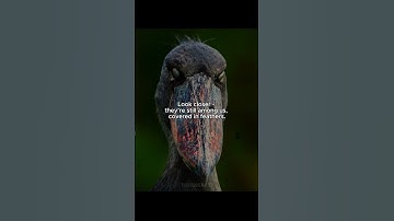 They Didn’t Vanish… They Evolved 😳 #prehistoricanimals #dinosaur