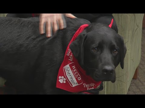 Baker Victory Services therapy dogs help reduce stress