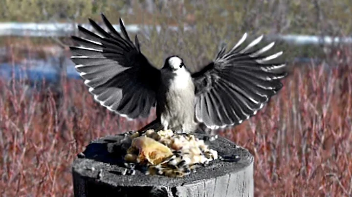 JAY Birds - Canada Jays (aka: Gray Jay, Whiskey Jack, Camp Robber) Slow Motion -- Yukon, Canada
