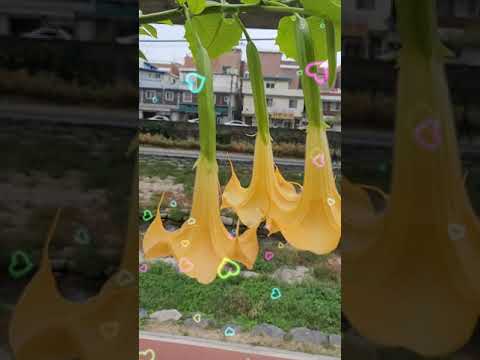 Video: Brugmansia հրեշտակ շեփոր - խորհուրդներ Բրուգմանսիայի դրսում խնամելու մասին