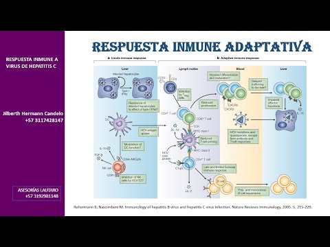 Vídeo: Respuesta Inmune Celular Al Virus De La Hepatitis C En Sujetos Sin Viremia O Seroconversión: ¿es Importante?
