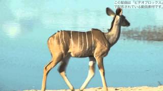 動画素材シマカモシカ　Kudu Walking