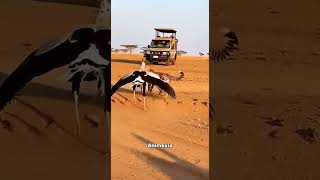 cheeta vs secretarybird wild safari🐅 #animalrescue #wildliferescue #animals #short #short video