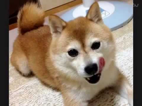 わたし、犬、いぬ    〜こむぎバージョンVol.1〜