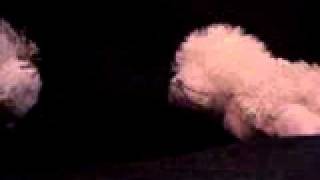 The Flipper And Tickle Show Episode 2 Tickle, What The Heck Do You Like Most?