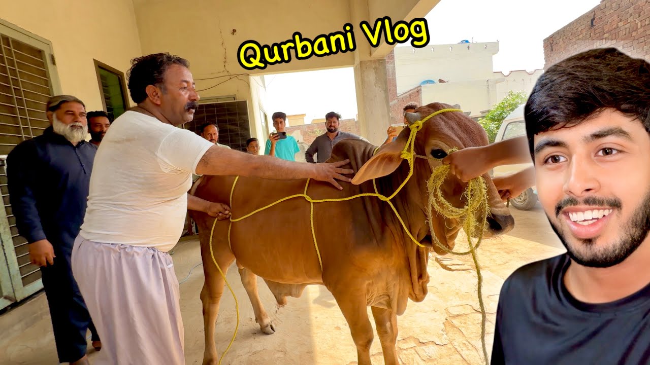 Hum Ne Khud Qurbani Ki🐂 Zohaib Pendu | Zohaib Sabir