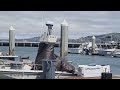 20260524 Seals fighting Seagulls for Chum at Hyde Street Pier in San Francisco EDITED