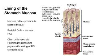NFSC 131 Chapter 3   Digestion and Absorption Part 1 Lecture