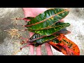 Thêm một loại cây có thể trồng bằng lá | Grow Croton from Leaf in sand