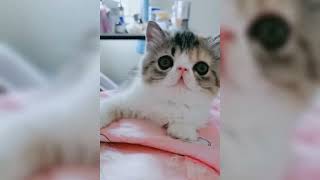 Funny Cat Videos 😂