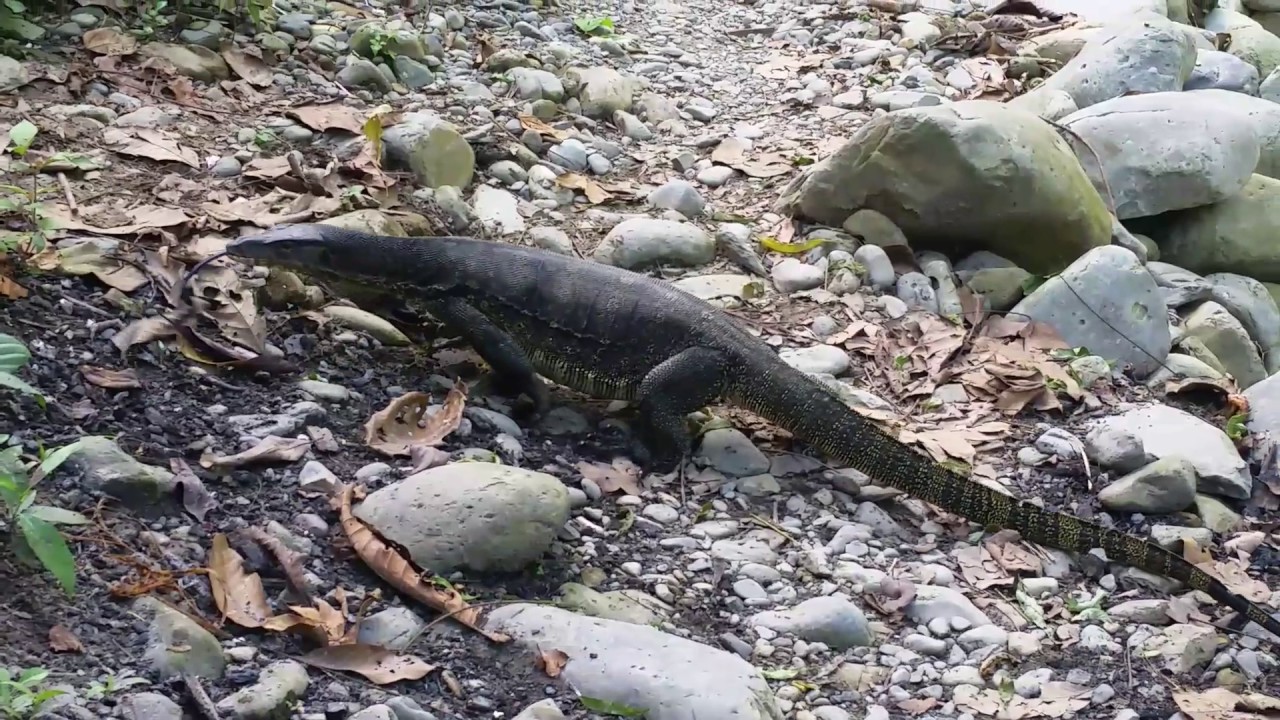 camera iphone 8 plus apk Large Monitor Lizard Slithering Along in the Sumatran Jungle near Bukit Lawang, Indonesia