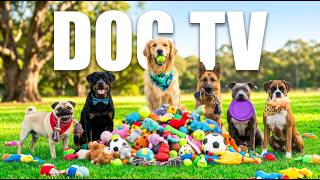 Dog Entertainment TV 📺 Playful Dogs Running Together 🐕 Soothing Videos for Happy Dogs