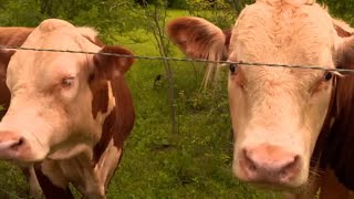 Woman turns bull into bestie with unexpected treat - The Sprint